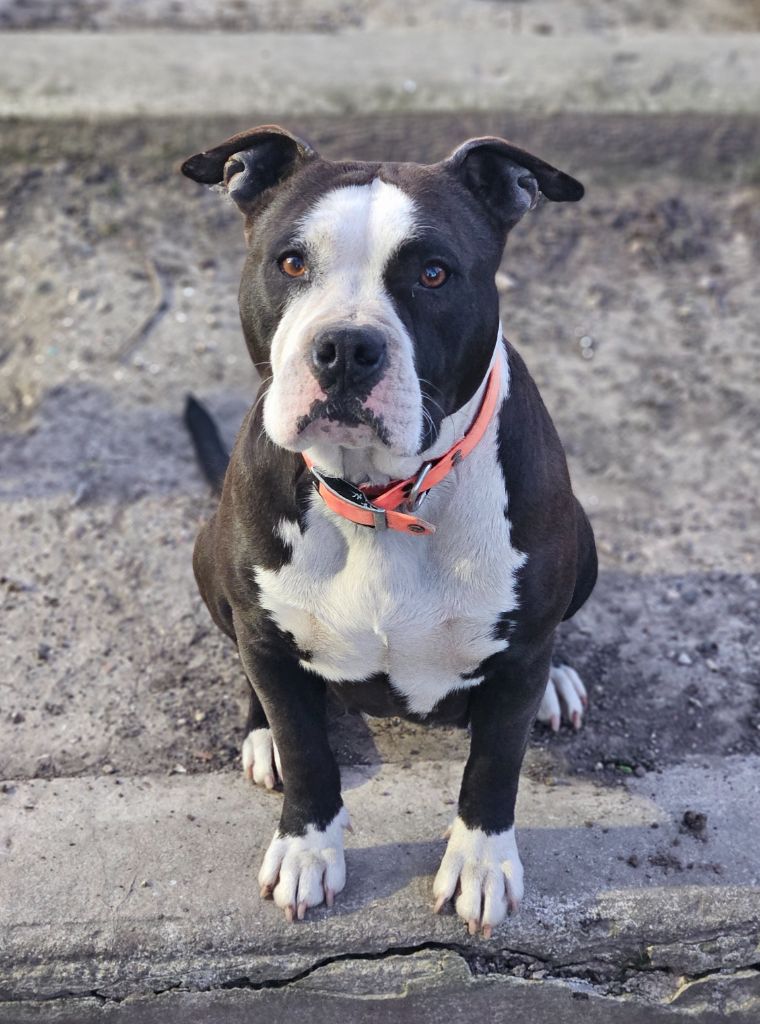 Thémis (Sans Affixe)