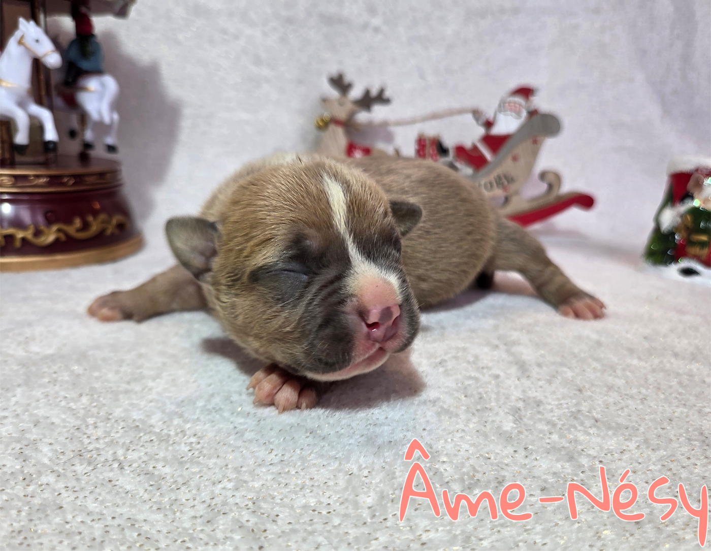 Virginie Colombier - Chiots disponibles - American Staffordshire Terrier