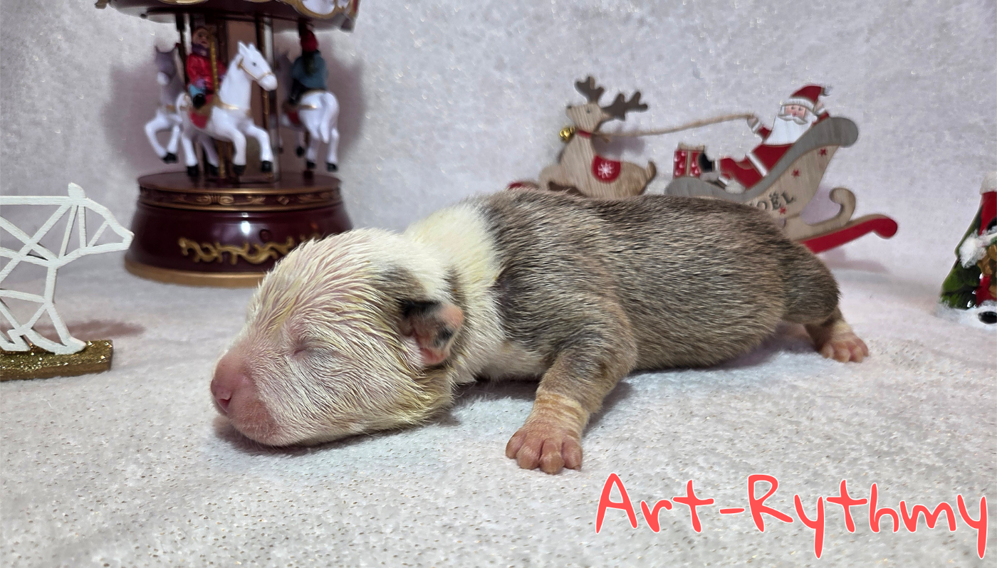 Virginie Colombier - Chiots disponibles - American Staffordshire Terrier