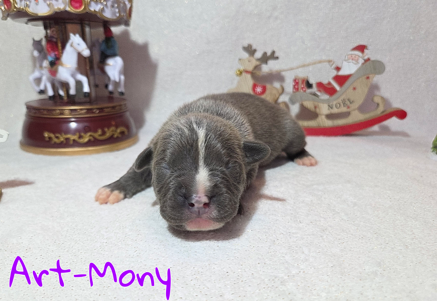 Virginie Colombier - Chiots disponibles - American Staffordshire Terrier