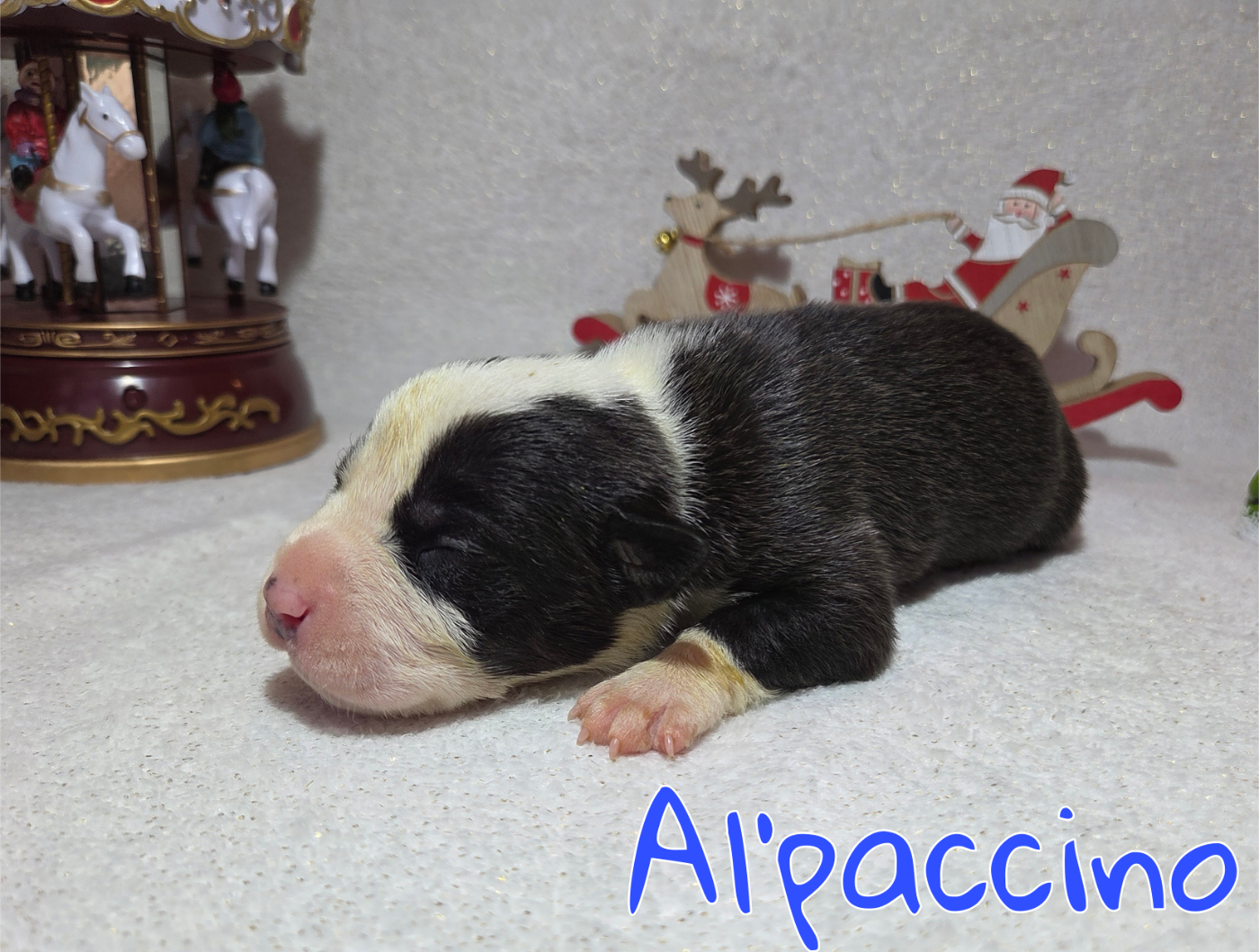Virginie Colombier - Chiots disponibles - American Staffordshire Terrier