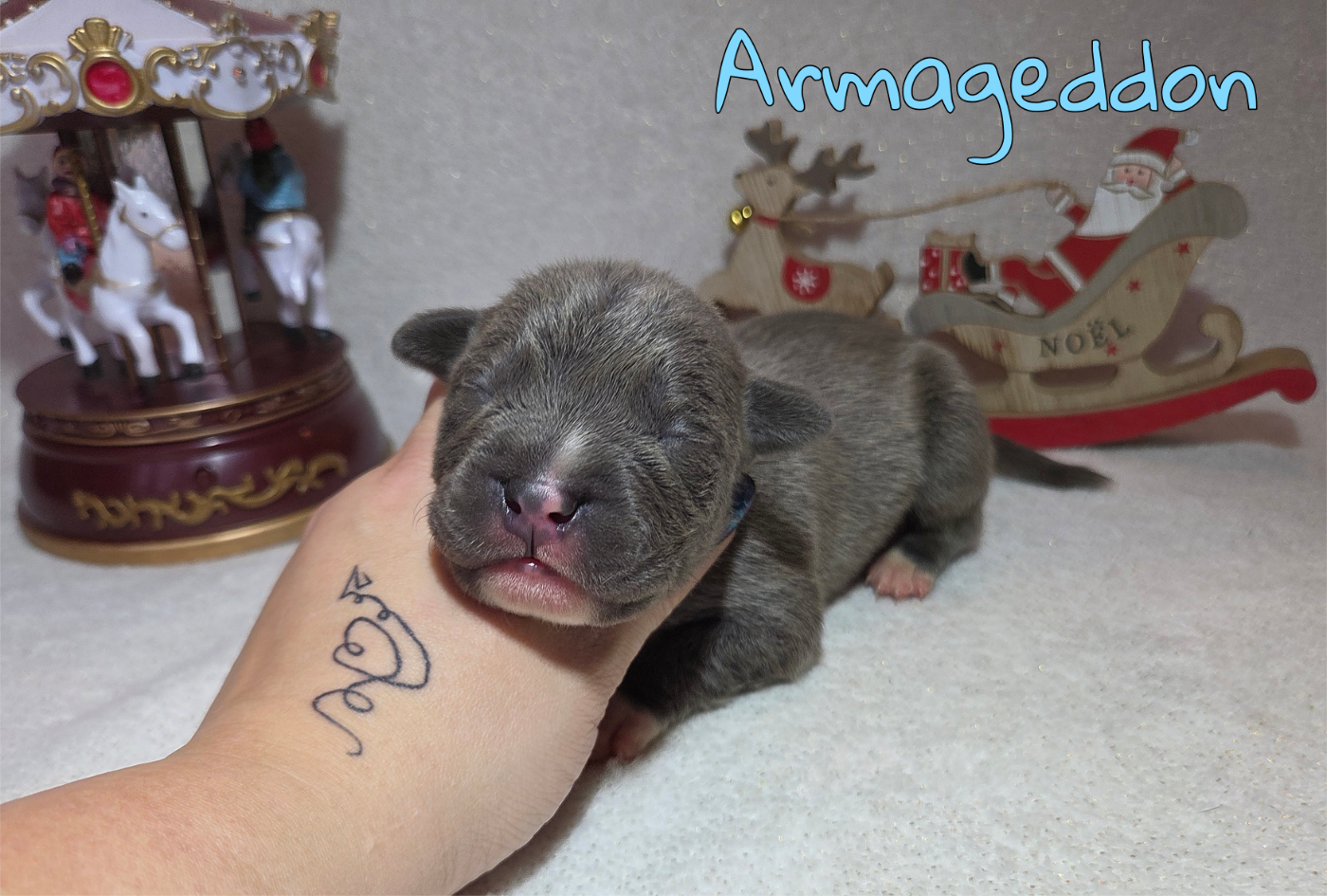 Virginie Colombier - Chiots disponibles - American Staffordshire Terrier