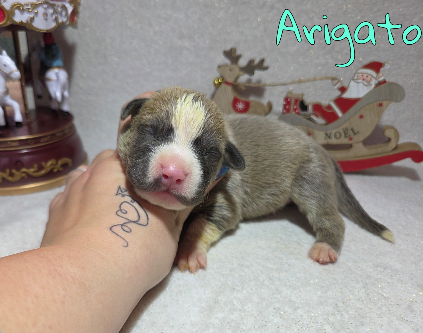 Virginie Colombier - Chiots disponibles - American Staffordshire Terrier