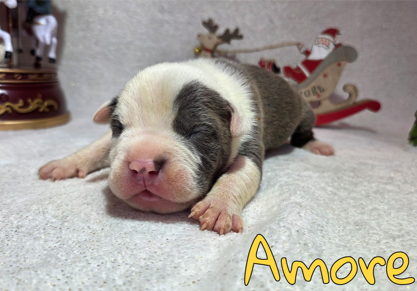 Virginie Colombier - Chiots disponibles - American Staffordshire Terrier