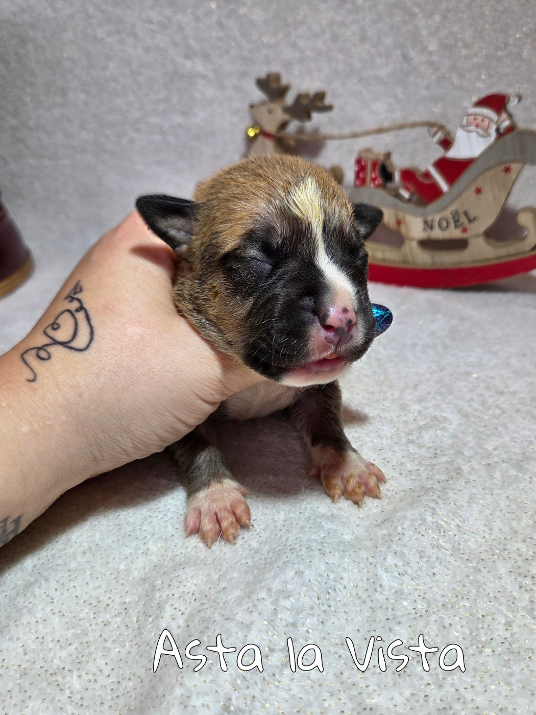 Virginie Colombier - Chiots disponibles - American Staffordshire Terrier