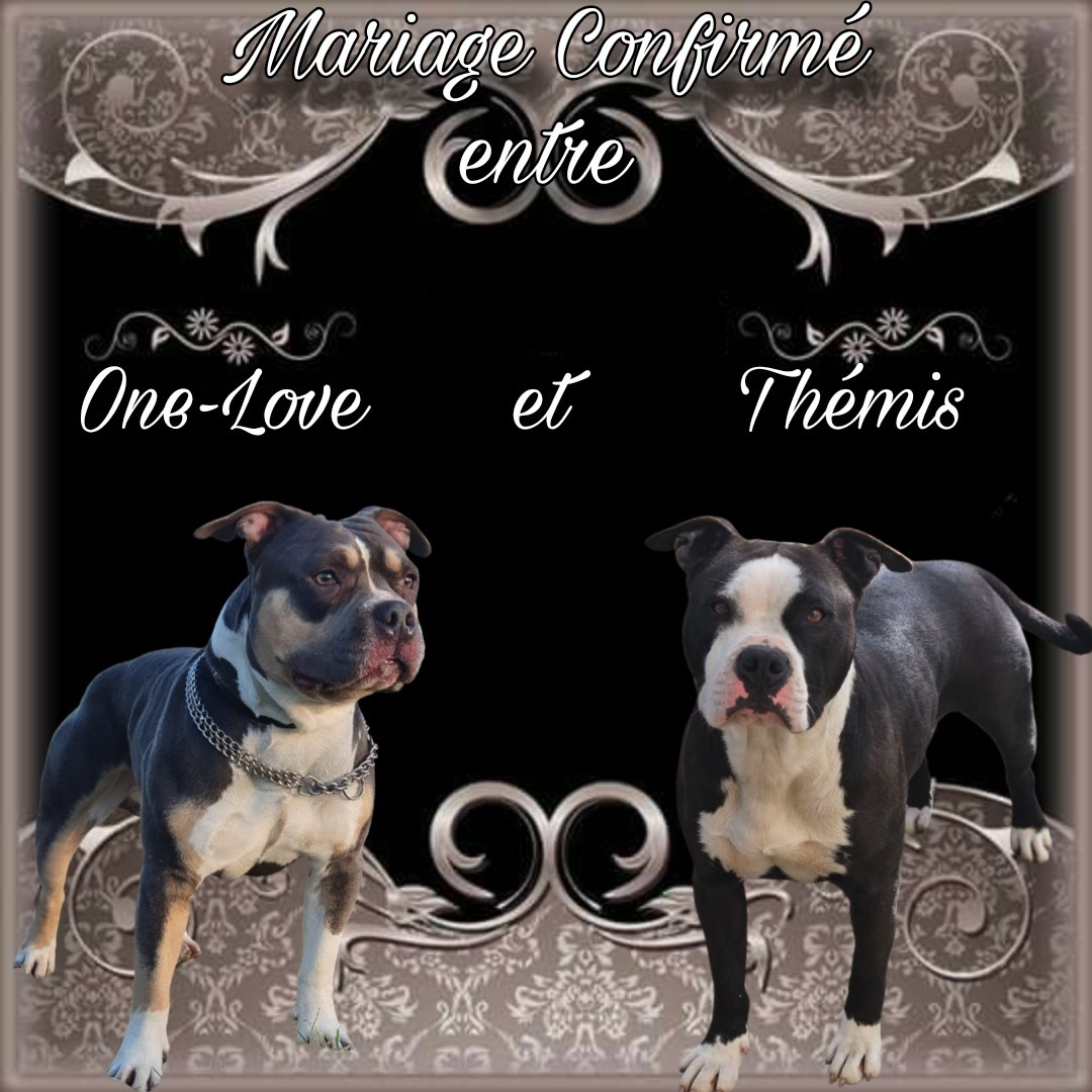Chiot American Staffordshire Terrier Virginie Colombier