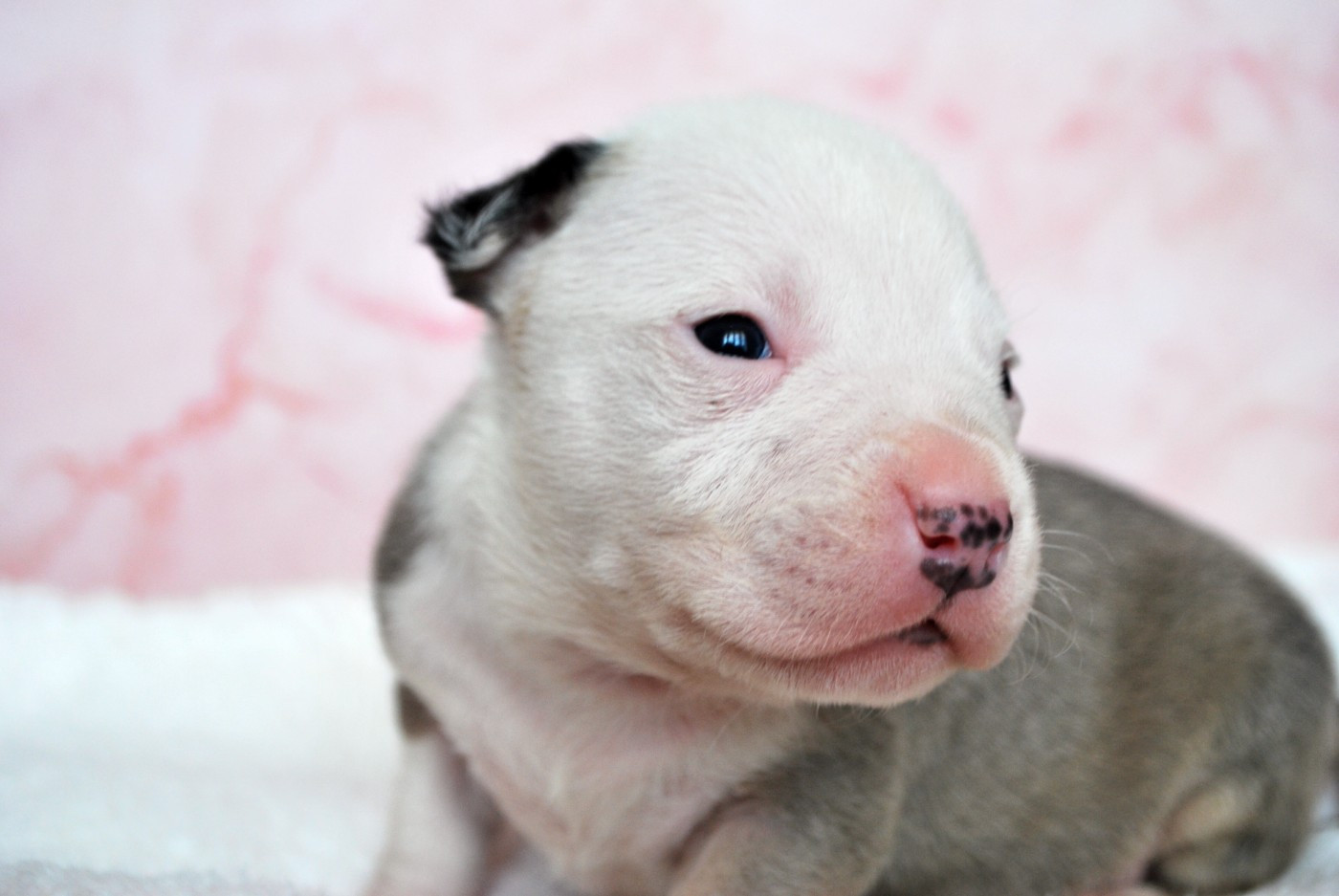 Virginie Colombier - Chiots disponibles - American Staffordshire Terrier