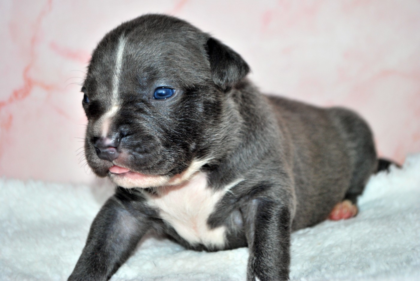 Virginie Colombier - Chiots disponibles - American Staffordshire Terrier