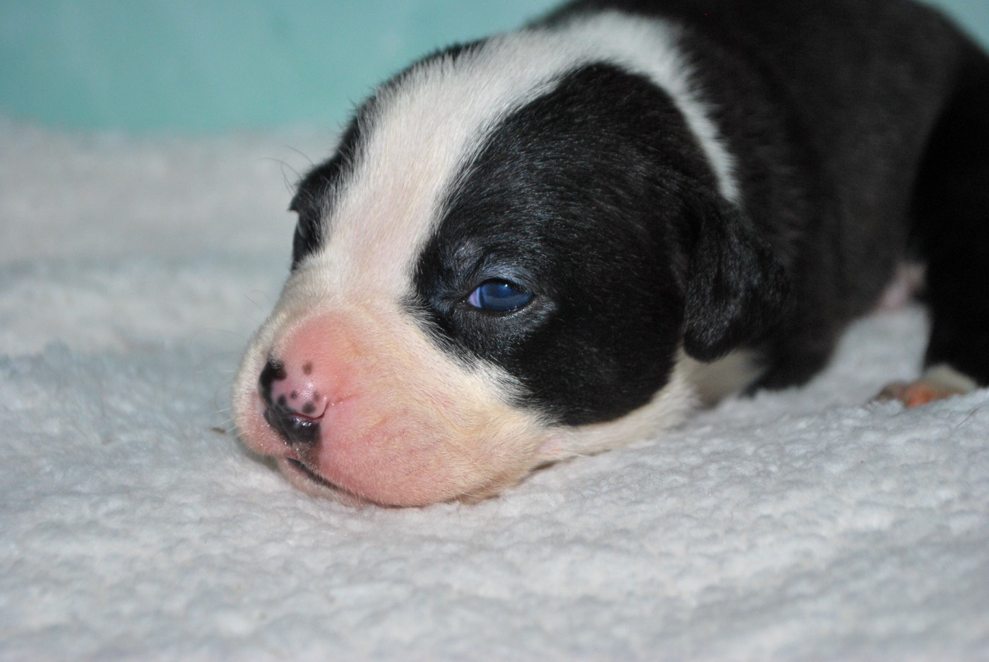 Virginie Colombier - Chiots disponibles - American Staffordshire Terrier