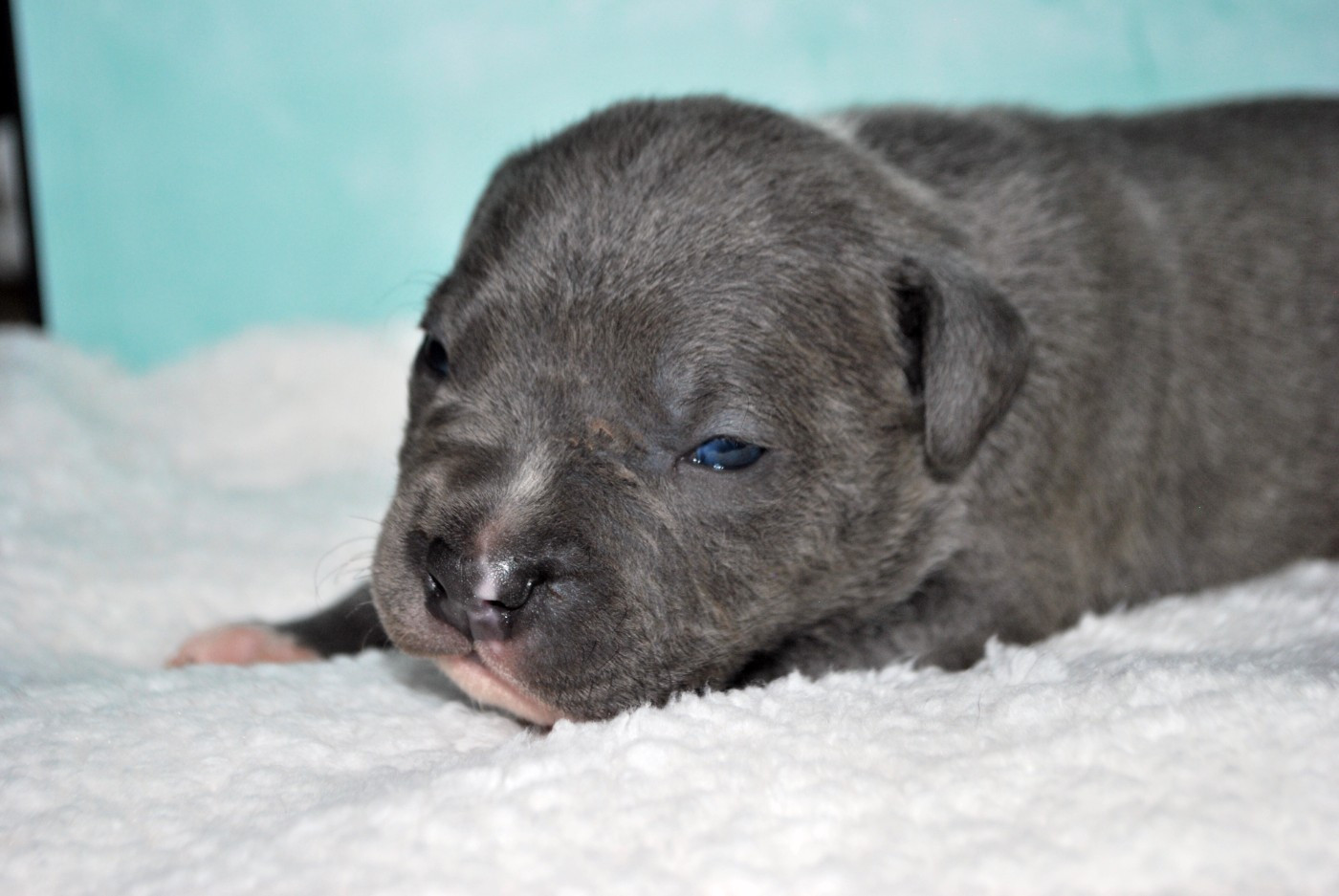 Virginie Colombier - Chiots disponibles - American Staffordshire Terrier