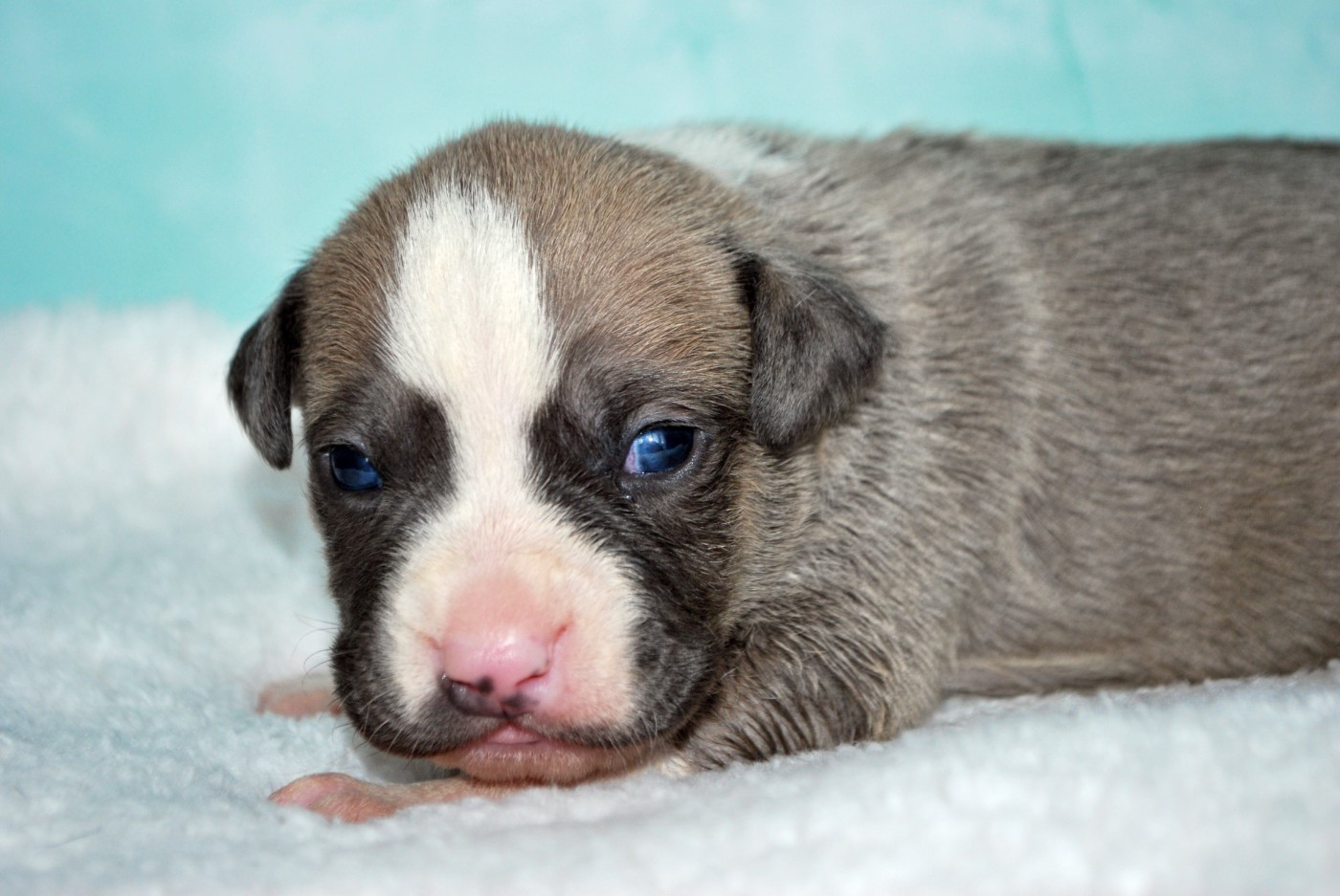 Virginie Colombier - Chiots disponibles - American Staffordshire Terrier