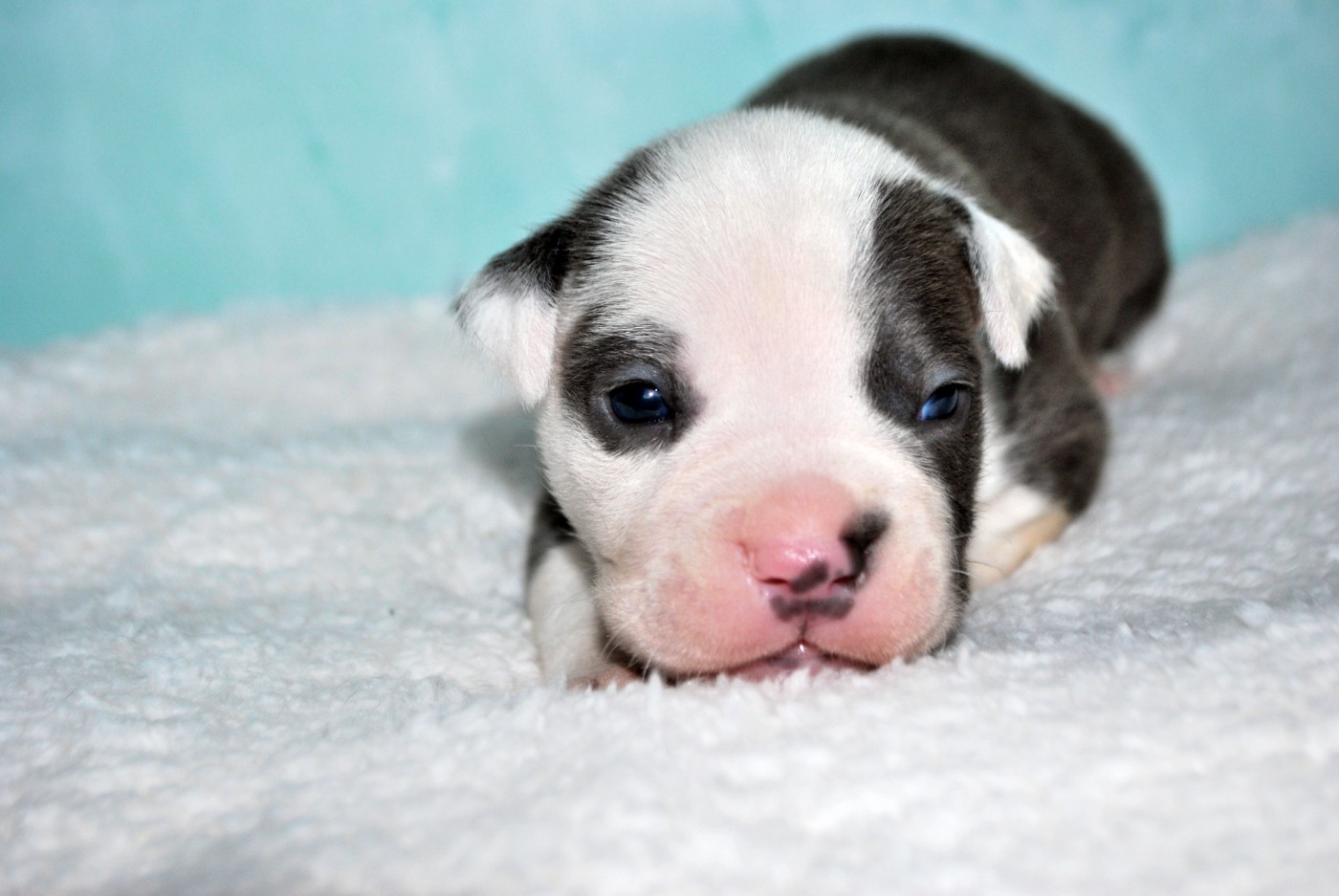 Virginie Colombier - Chiots disponibles - American Staffordshire Terrier
