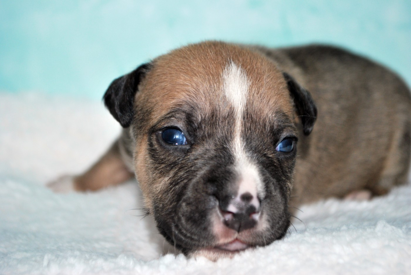 Virginie Colombier - Chiots disponibles - American Staffordshire Terrier