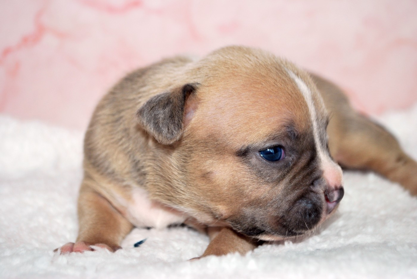 Virginie Colombier - Chiots disponibles - American Staffordshire Terrier