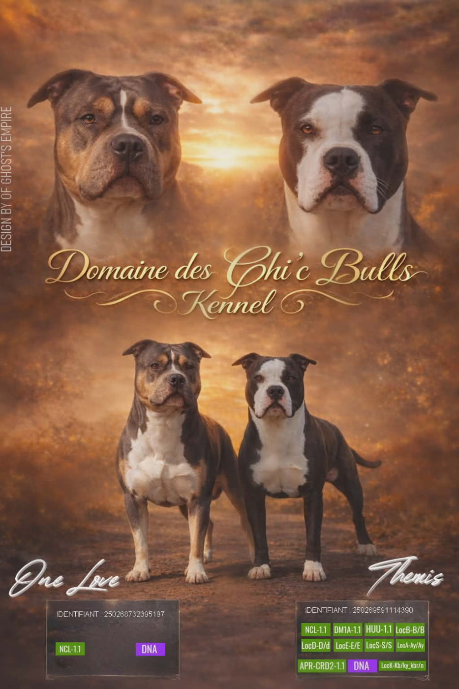 Virginie Colombier - American Staffordshire Terrier - Portée née le 09/12/2025